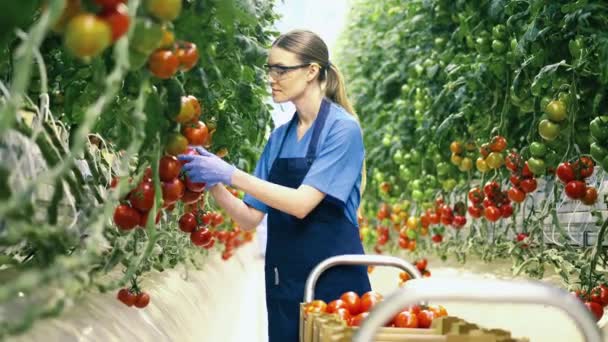 Female agriculturist is gathering ripe tomatoes — Stockvideo