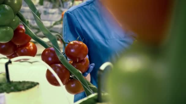 Jardinero profesional recoge tomates en invernadero. Agricultura, concepto de alimentos orgánicos frescos y saludables . — Vídeo de stock