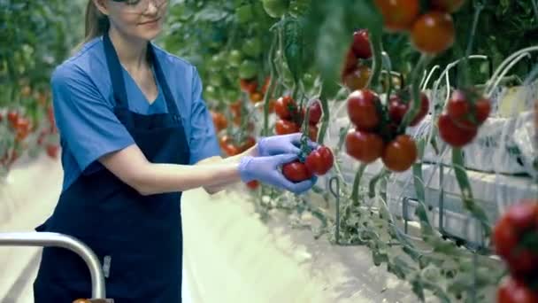 O funcionário feminino reúne tomates de ramos em uma estufa. Agricultura, conceito de alimentos orgânicos saudáveis frescos . — Vídeo de Stock