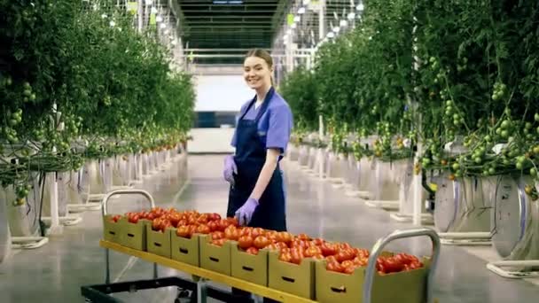 Mutlu sera işçisi elinde kırmızı domates tutuyor. — Stok video