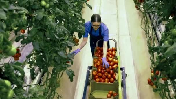 Een tuinman verzamelt rode tomaten in kas. — Stockvideo