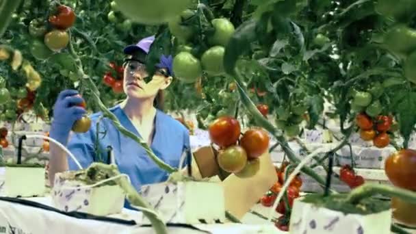 Landwirtschaft, frisches gesundes Bio-Ernährungskonzept. Frau sammelt Tomaten von Zweigen eines Gewächshauses. — Stockvideo