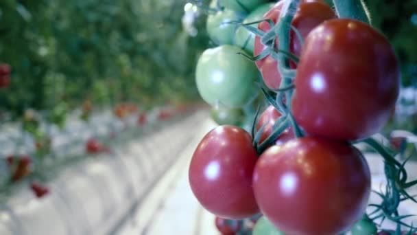 Rijen met tomatenplanten in een kas. Landbouw, vers, gezond en biologisch voedsel. — Stockvideo