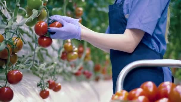 Agricultura, conceito de alimentos orgânicos saudáveis frescos. A pessoa escolhe tomates maduros de ramos . — Vídeo de Stock