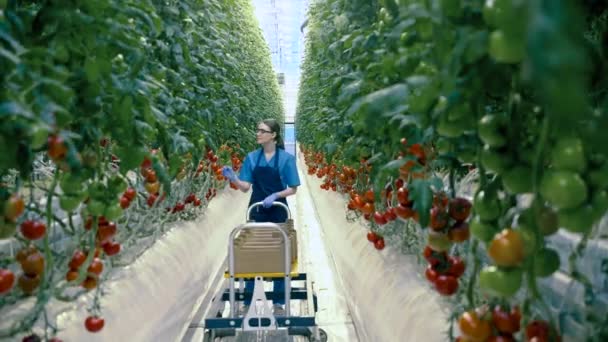 Pracownik szklarni z koszem zbiera pomidory. — Wideo stockowe