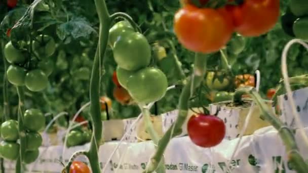 Grüne Tomaten wachsen in einem Gewächshaus. Agrarindustrie, Konzept für frisches Gemüse. — Stockvideo