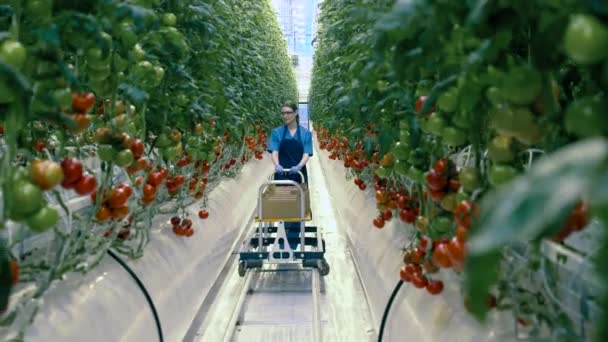 Una mujer cultiva tomates maduros en un invernadero. Agricultura, concepto de alimentos orgánicos frescos y saludables. Industria agrícola, concepto de hortalizas frescas . — Vídeos de Stock