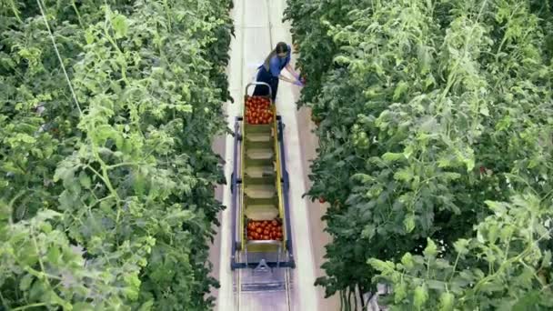 Vrouw met grote kar verzamelt tomaten in kas. — Stockvideo
