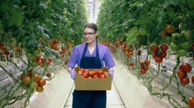 Gülümseyen kadın elinde domateslerle bir serada yürüyor..
