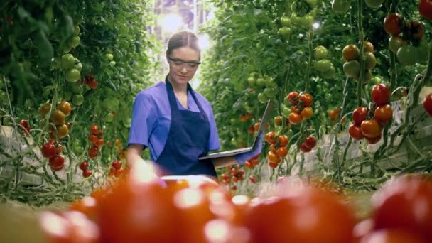 Садовник проверяет помидоры, работает с ноутбуком. Сельское хозяйство, концепция свежих овощей . — стоковое видео