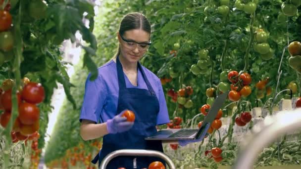 Νεαρή γυναίκα εργάζεται με φορητό υπολογιστή, ενώ τον έλεγχο κόκκινες ντομάτες. Γεωργική βιομηχανία, έννοια των νωπών λαχανικών. — Αρχείο Βίντεο