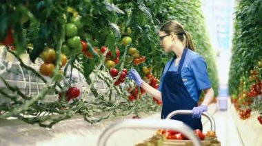 Profesyonel bahçıvan cam evde domates topluyor..