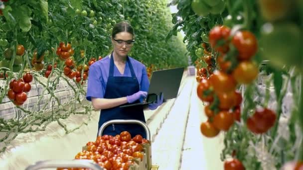 ラップトップを持つ女性は温室でトマトをチェックします。農業、新鮮な健康的な有機食品の概念. — ストック動画