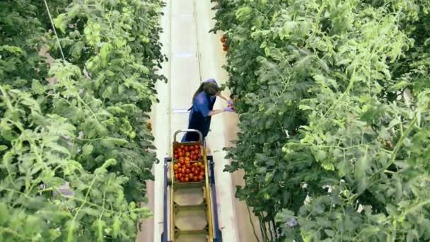 Trabalhador estufa reúne tomates maduros . — Vídeo de Stock