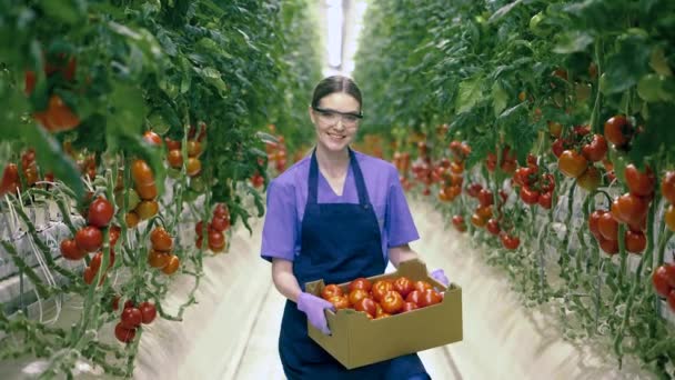 Uma mulher sorri enquanto segura uma cesta com tomates . — Vídeo de Stock