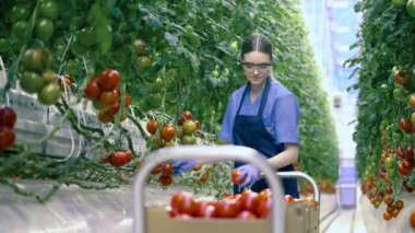 Üniformalı işçi bir daldan domates topluyor..