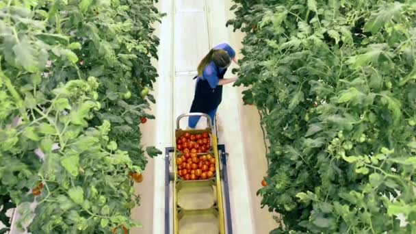 Top view of tomatoes getting harvested in the greenhouse — Stock Video