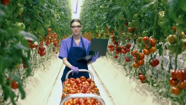 Trabajadora con un portátil está transportando tomates en el verdor — Vídeo de stock