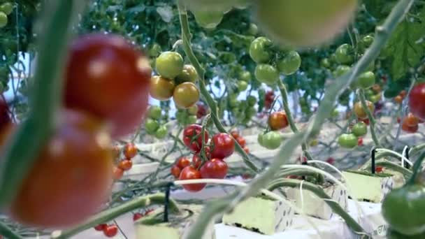 Verse gezonde biologische groenten. Veel planten met tomaten groeien in de kas. — Stockvideo