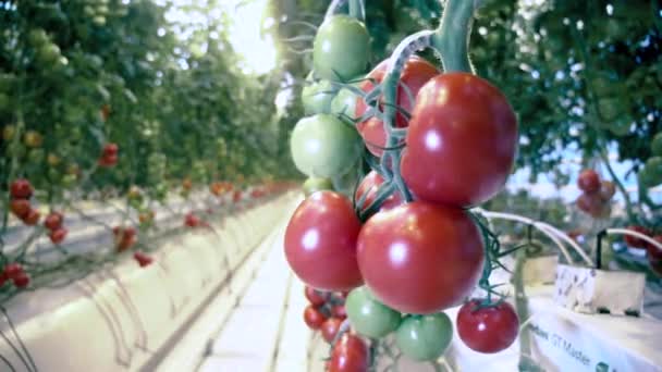 Ряды томатных растений в оранжерее . — стоковое видео