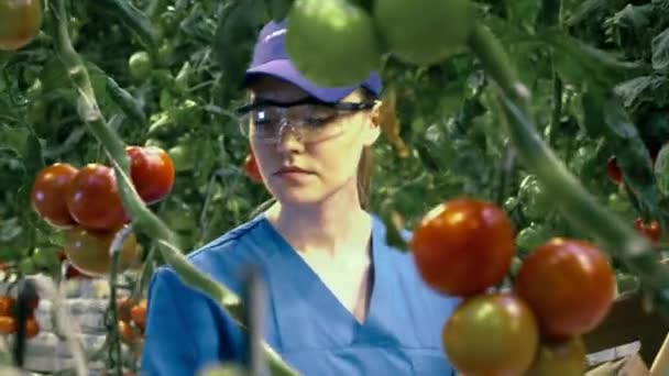 Junge Frau kontrolliert Tomaten auf Ast. — Stockvideo