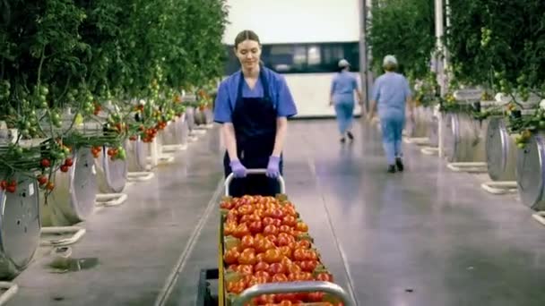 Žena tahá vozík s rajčaty ve skleníku. — Stock video