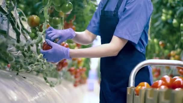 Jeden člověk sbírá zralá rajčata ve skleníku. Průmyslové pěstování, sběr čerstvých plodin. — Stock video
