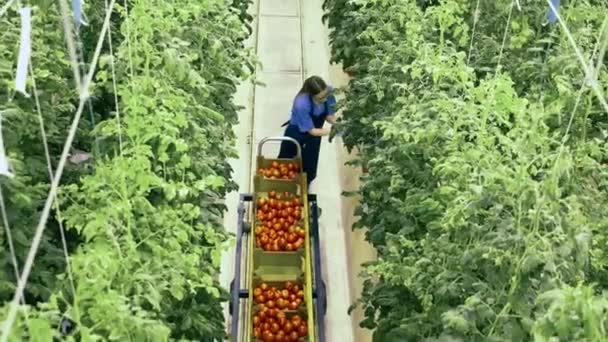 Un jardinier ramasse les tomates des branches dans son chariot. Culture industrielle de légumes, récolte de cultures fraîches . — Video