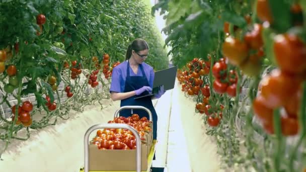 Lavoratrici sul portatile, che controllano i pomodori. Industria agricola, agricoltore in serra . — Video Stock