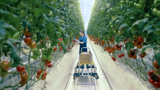 Γεωργία βιομηχανία, αγρότης σε θερμοκήπιο. Γυναίκα συγκεντρώνει ντομάτες σε ένα μεγάλο καλάθι στο θερμοκήπιο. — Αρχείο Βίντεο