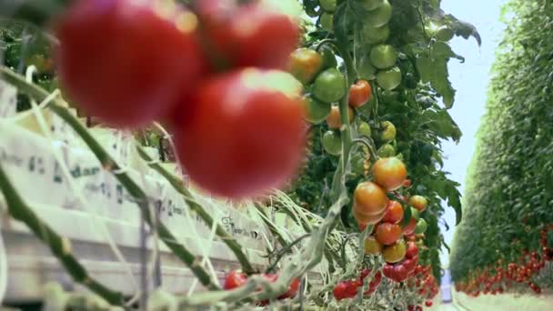 Bir serada yetişen kırmızı ve yeşil domatesler. Taze sağlıklı organik sebzeler. — Stok video