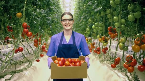 Culture industrielle de légumes, récolte de cultures fraîches. Jeune femme tient un panier de tomates et sourit . — Video