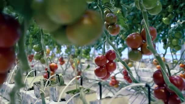 A greenhouse with tomato plants. Fresh healthy organic vegetables. — 비디오