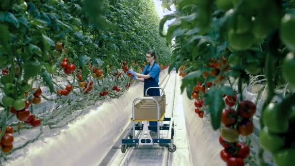Un trabajador recoge tomates de la planta. Industria agrícola, agricultor en invernadero . — Vídeo de stock