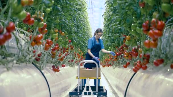 Female gardener collects red tomatoes. Fresh healthy organic vegetables. Industrial vegetable cultivation, gathering of fresh crop. — Stok video