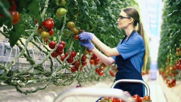 Industria agrícola, agricultor en invernadero. Trabajador de invernadero recoge tomates rojos de una rama . — Vídeo de stock