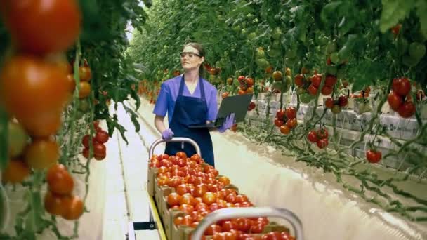 Industria agrícola, agricultor en invernadero. Jardinero con portátil funciona con tomates . — Vídeos de Stock