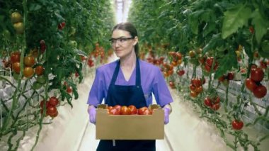 A worker walks in greenhouse, holding a box with ripe tomatoes. Industrial vegetable cultivation, gathering of fresh crop.
