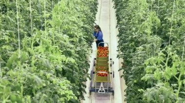 Young woman walks in a glasshouse, collecting tomatoes.