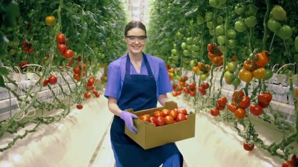 Il giardiniere femminile sorride mentre tiene una scatola con pomodori. Industria agricola, agricoltore in serra . — Video Stock