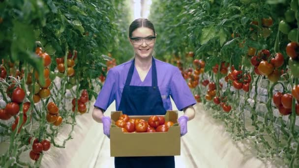 Glasshouse worker smiles while holding a box full of red tomatoes. Fresh healthy organic vegetables. — Stock Video