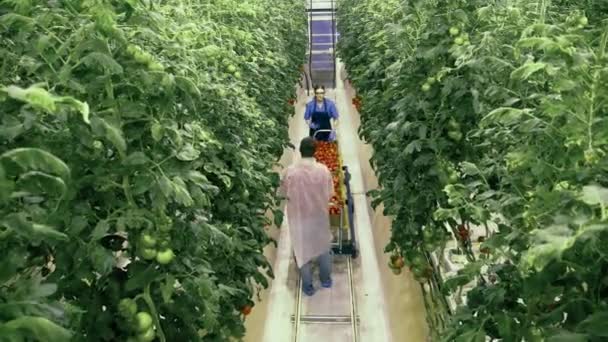 Industria agrícola, agricultor en invernadero. Dos trabajadores recogen tomates en un invernadero . — Vídeo de stock