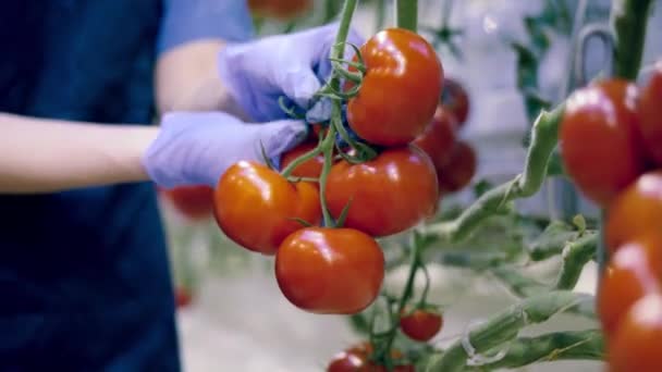 La trabajadora recoge tomates de las ramas. Industria agrícola, agricultor en invernadero . — Vídeo de stock