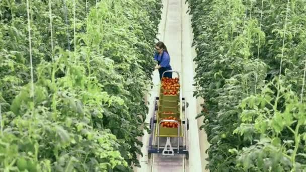 Young woman walks in a glasshouse, collecting tomatoes. — Stockvideo