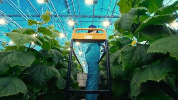 Greenhouse worker is tying up green plant — Stok video