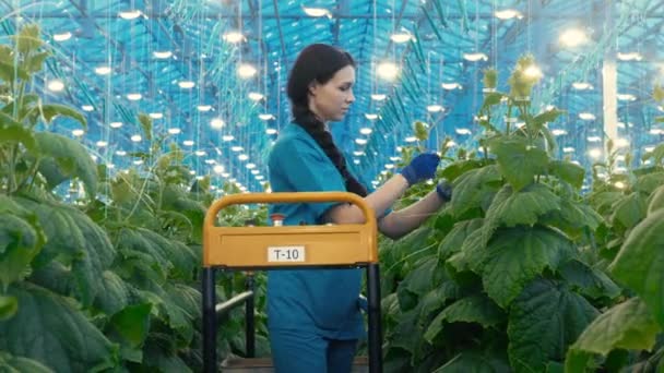 Tying up of cucumbers held by a glasshouse worker — Stock Video