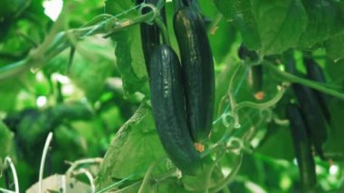 Close up of ripe cucumbers growing in clusters