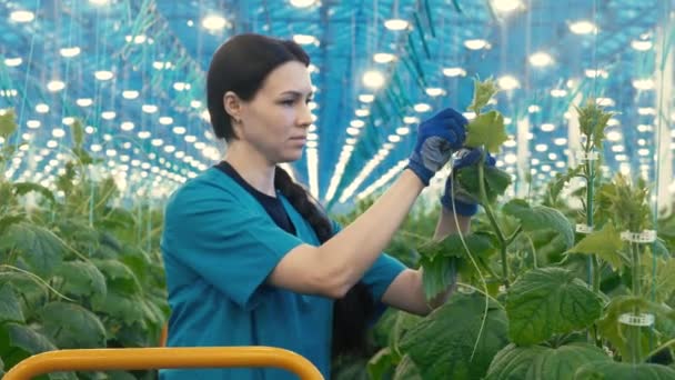 Female greenery employee is tying up cucumbers — Stockvideo