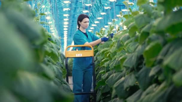 Женщина-работница выращивает огуречные листья — стоковое видео