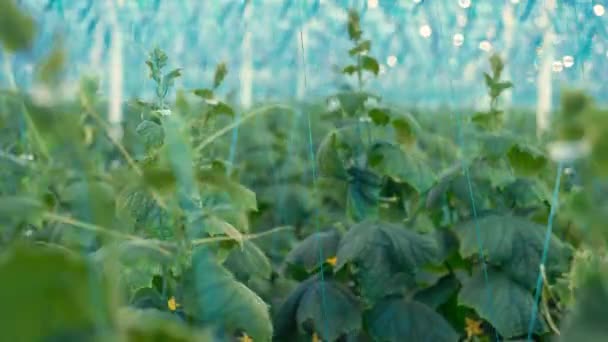 Green tied up plants of cucumbers in the greenery — Stockvideo